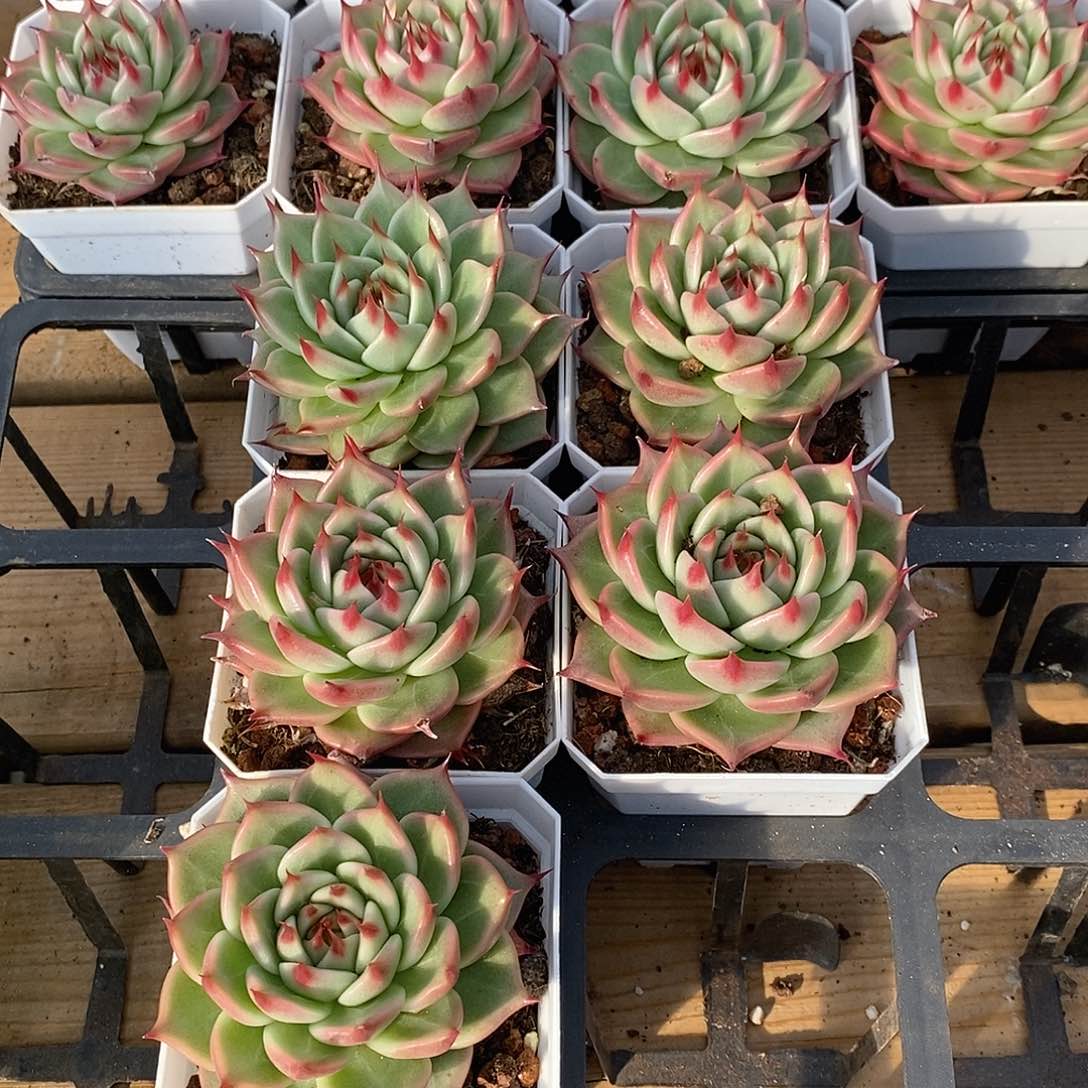 金汇园艺，149托斯卡