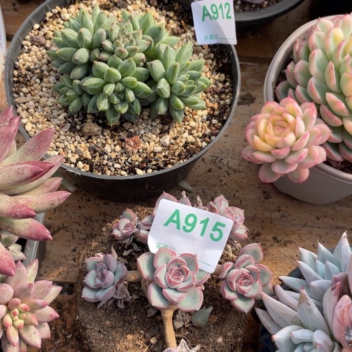 点***点哈哈哈哈哈哈哈哈哈915