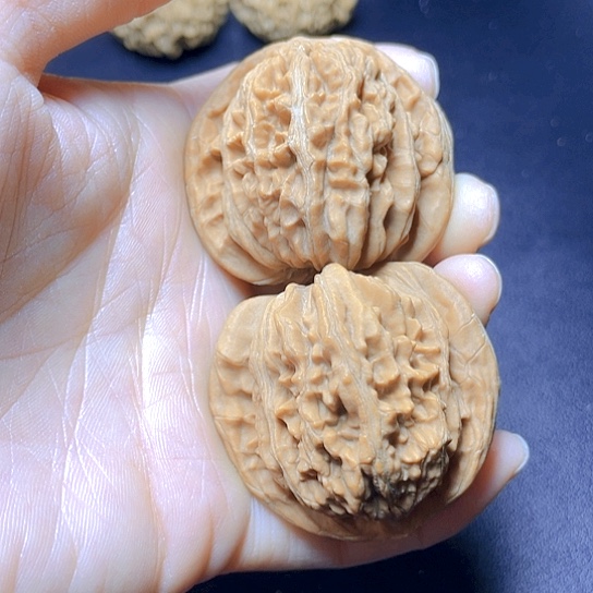 大叶紫檀（黑酸枝木类）大*