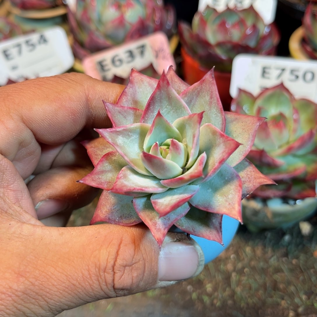 惊鸿一瞥多肉植物