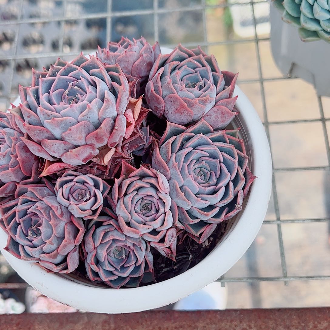 欧版海琳娜多头群生老桩