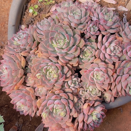 多肉植物。。。粉布偶