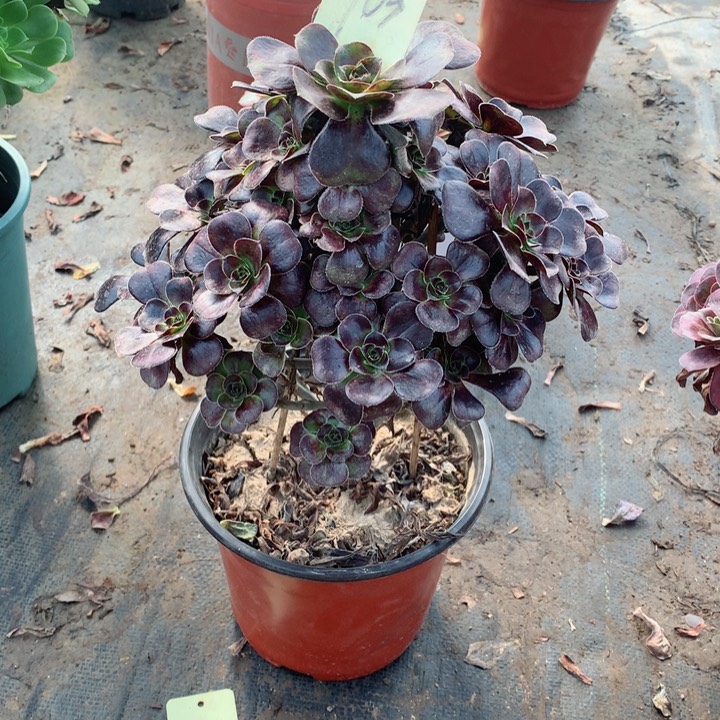 103玫瑰圆叶多肉一物一拍～