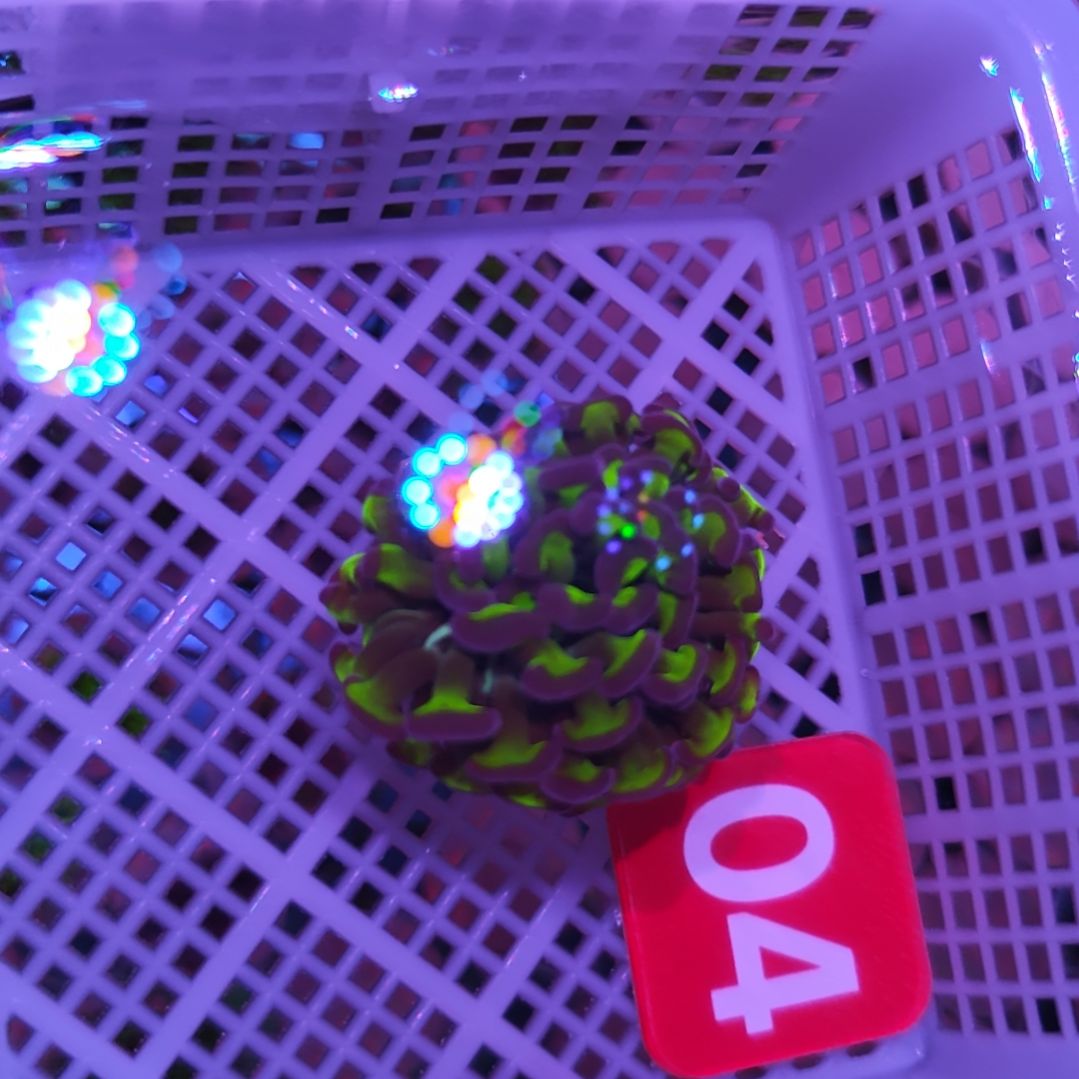 中国大陆04 号框双色榔头