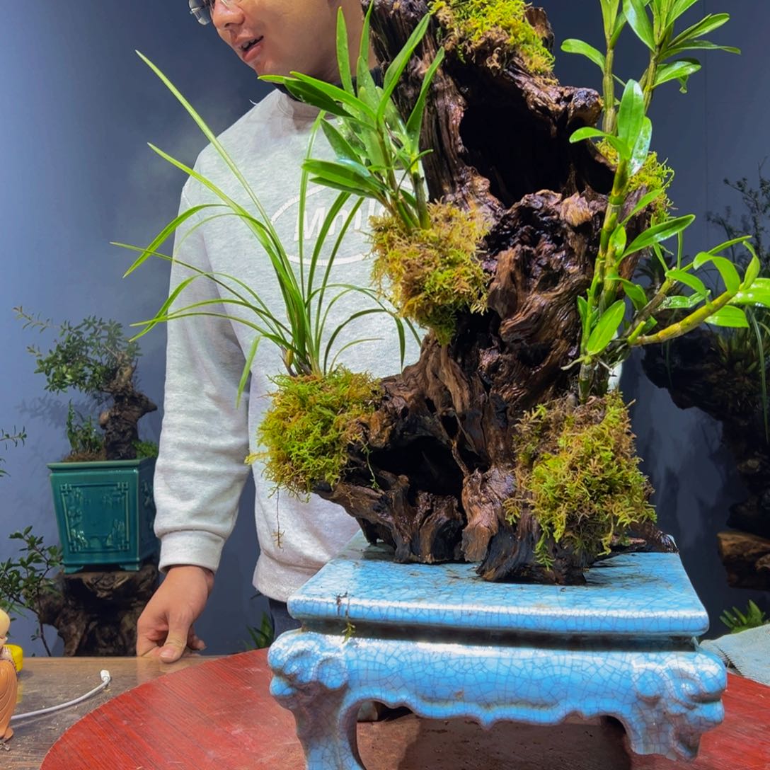 青***竹完全开放1111111111111111