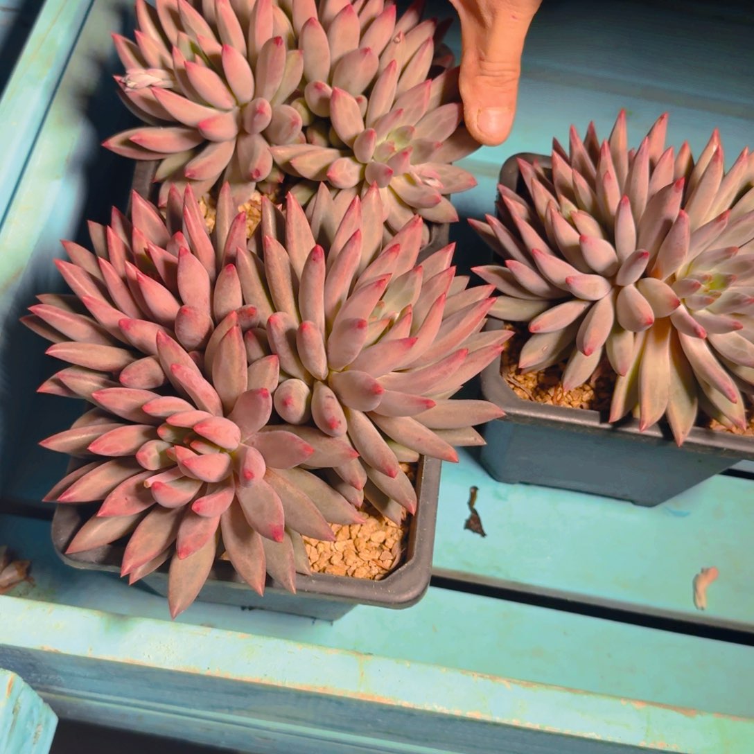 虞美人多肉哦134567890