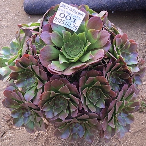 2.25-1万圣节多肉植物