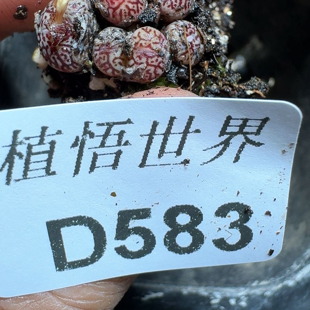 583盒多肉植物哇fv