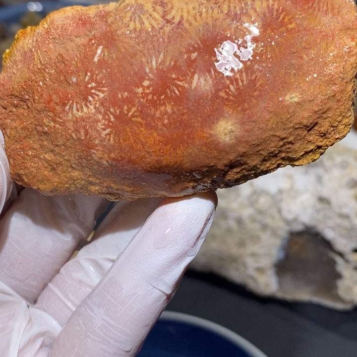 【闪购商品】未镶嵌珊瑚玉硅化玉