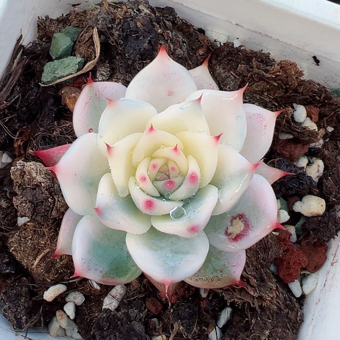 吉娃娃锦，半覆轮锦