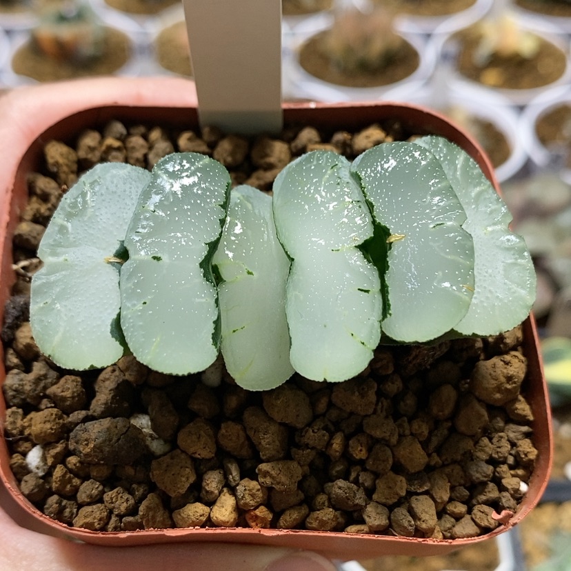 【闪购商品】6旷月玉扇