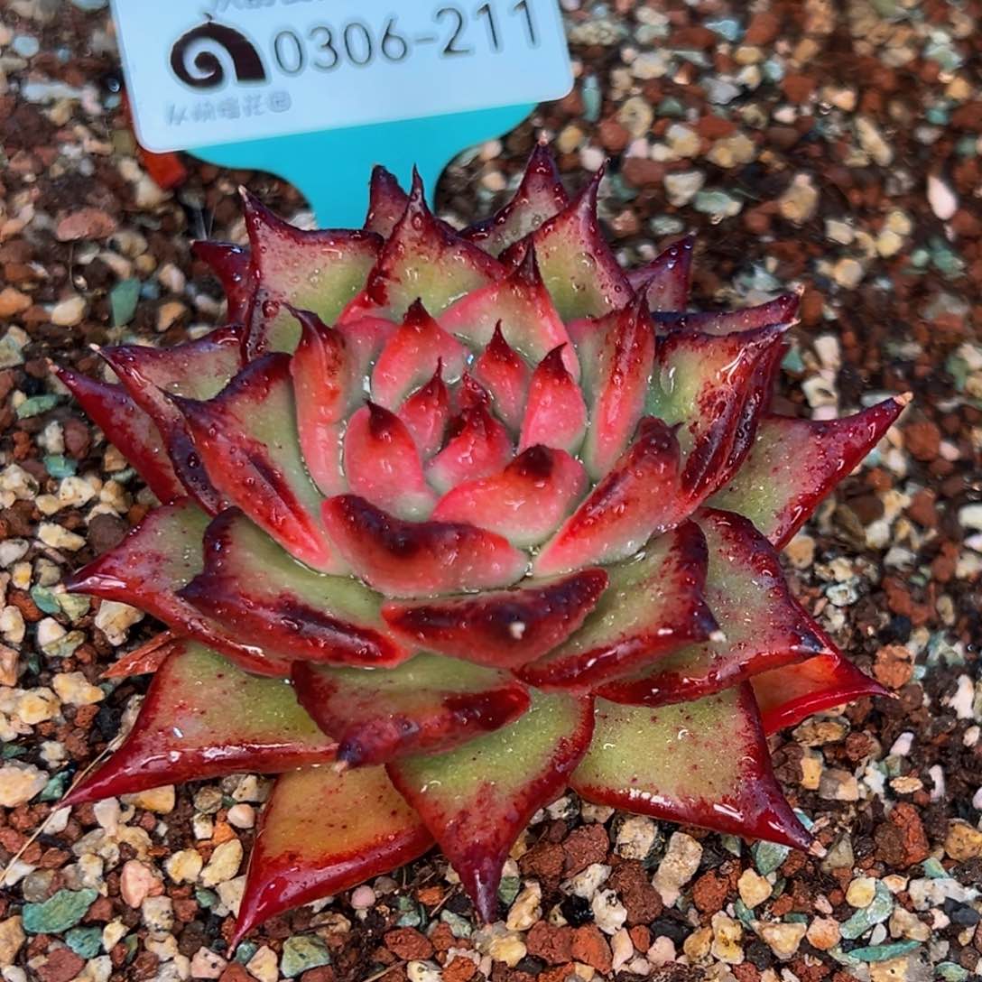 从前慢多肉精选编号0306.211