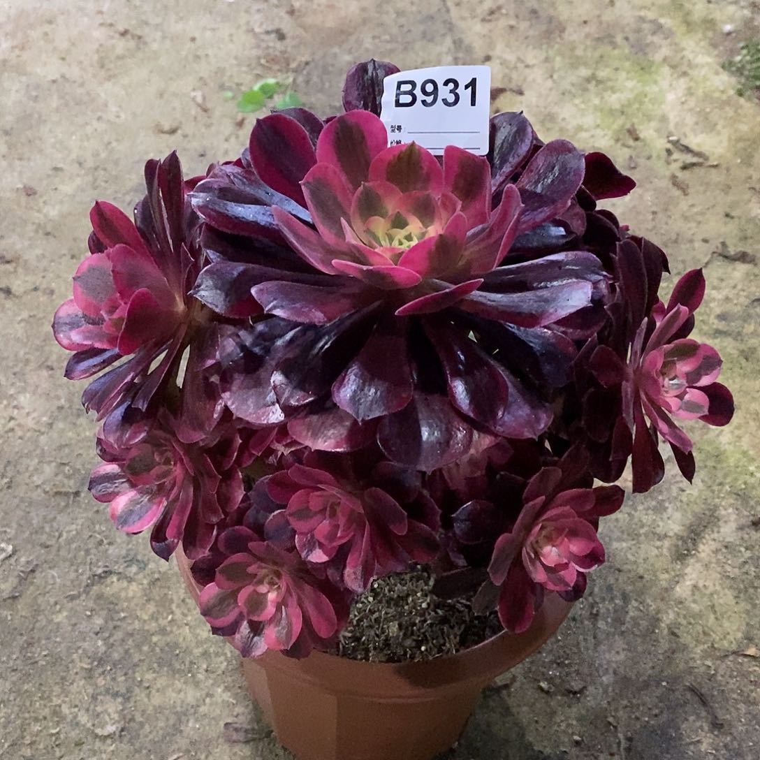 陈*贻美杜莎多肉植物931