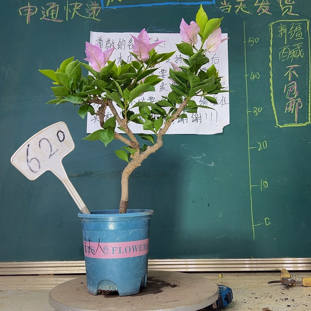 当前无花栽培后可以开花金夫人 小树头 620