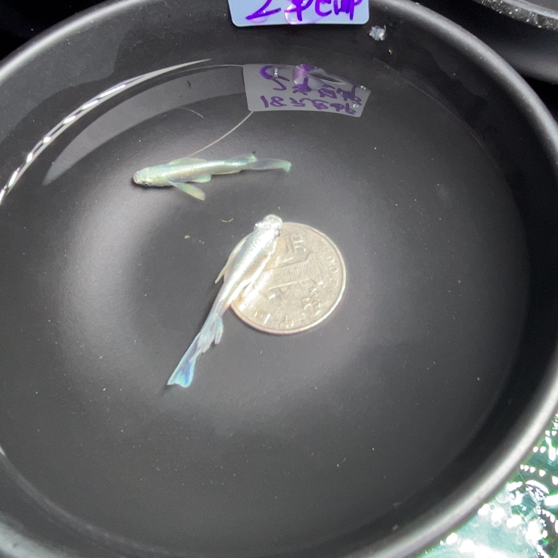 青鳉鱼真长鳍天使之翼两条品相自观