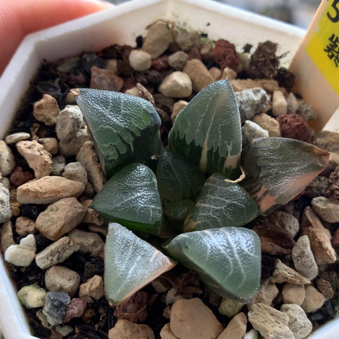 533电路板十二卷多肉