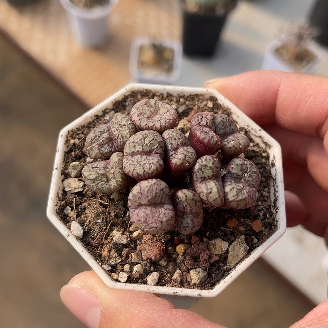 子播实生肉锥一物一拍