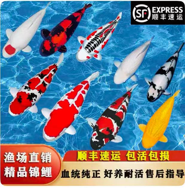 精品鲽鲤观赏鱼好养耐活（绅仔福利改价）