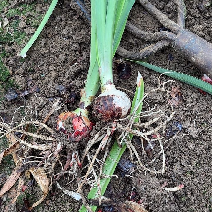 ꧁****꧂两棵7左右双梦带土