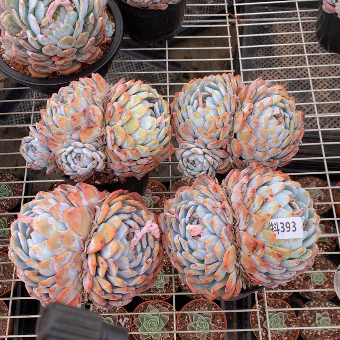 393四个一起看电视看电视剧