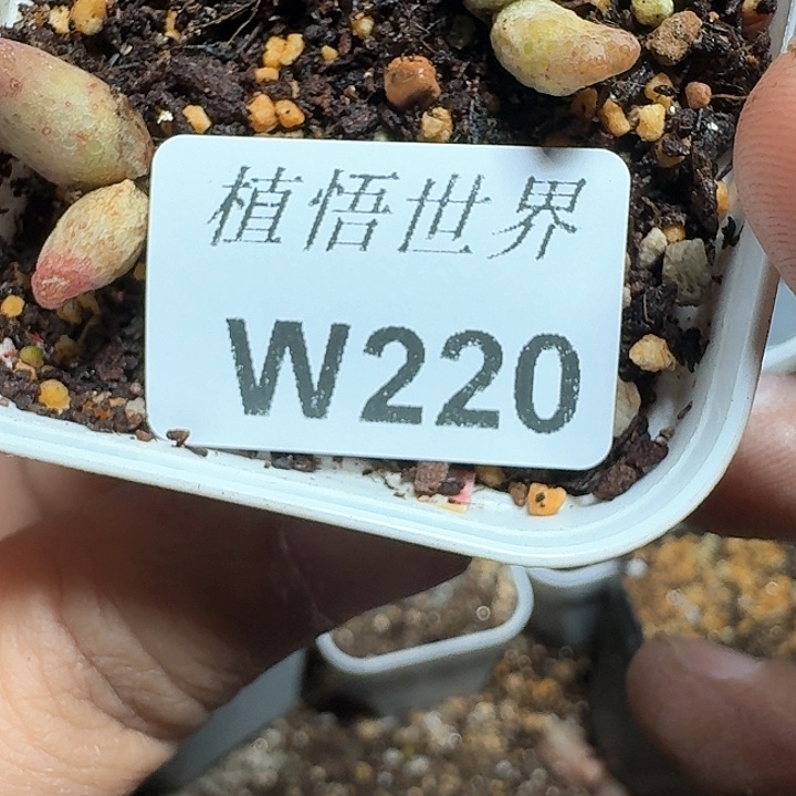 220号多肉植物哇c f