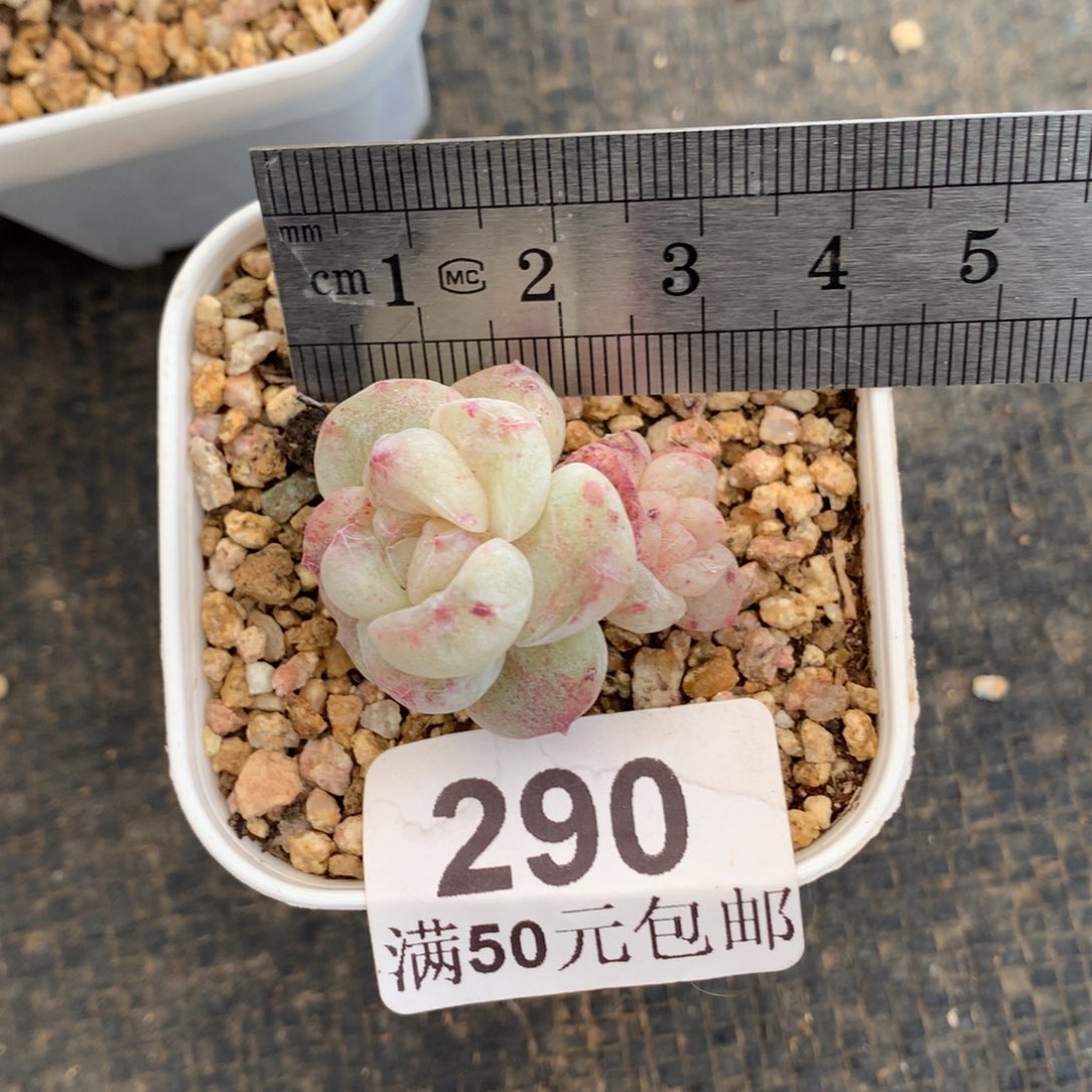 露***290。小鼻嘎石化冰玉双头。