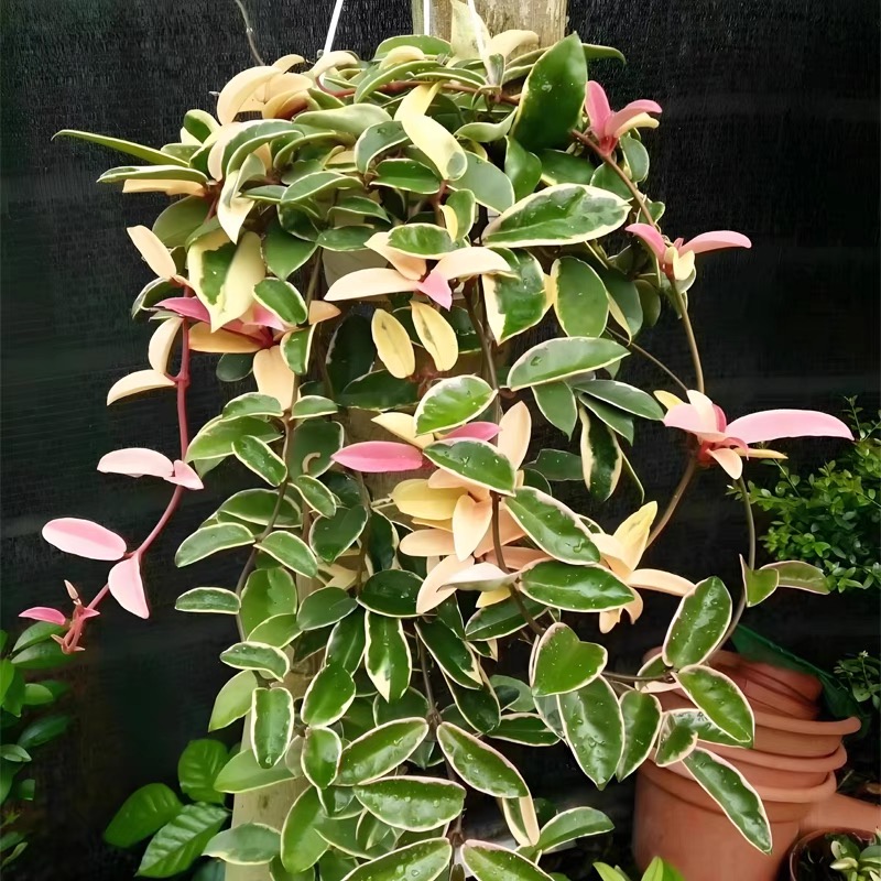 雪球外锦 三色球兰锦 叶美花美种爬藤花卉盆栽