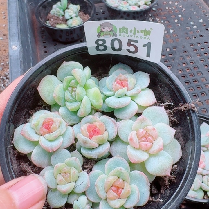 多肉植物多肉植物