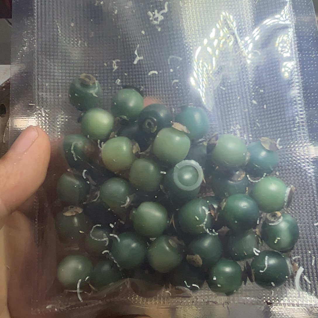 手串菩提根/象牙果