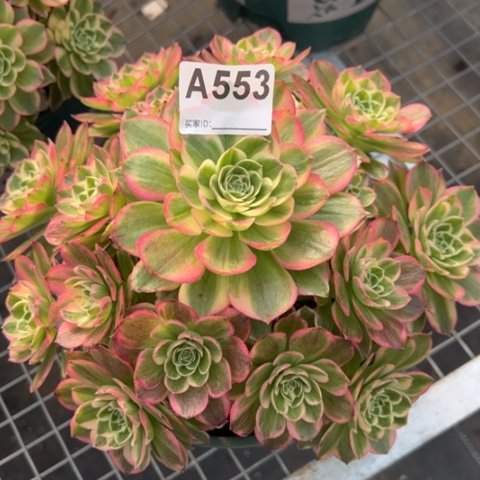 553海王22厘米左右