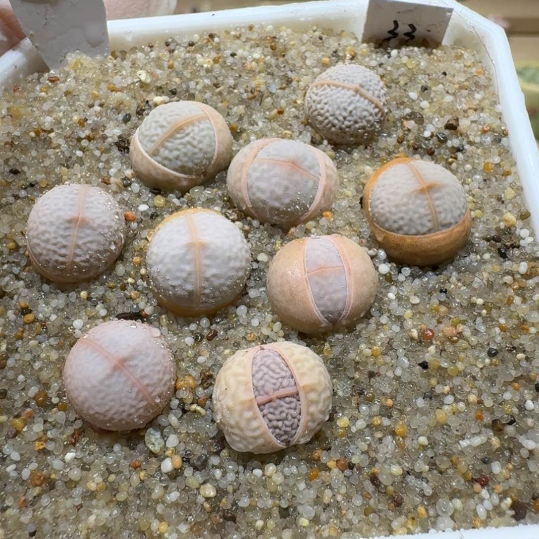 0202-24高尔夫生石花