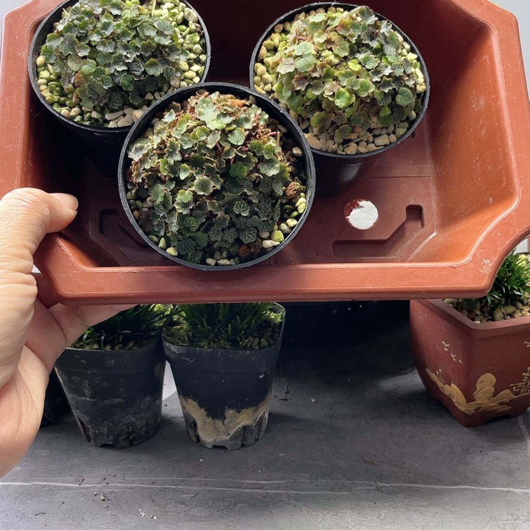 春**意姬虎耳8盆口3盆组合