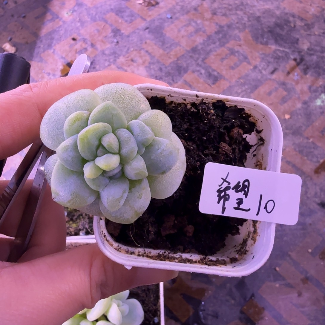 希***望希望专拍石化单头一颗