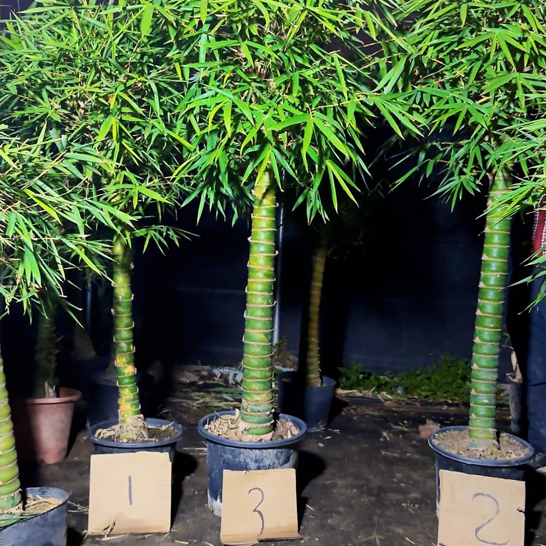 红陶郑*佛肚竹88888888888