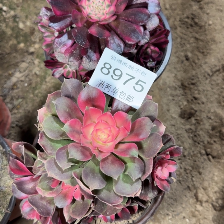 8975组合多肉植物