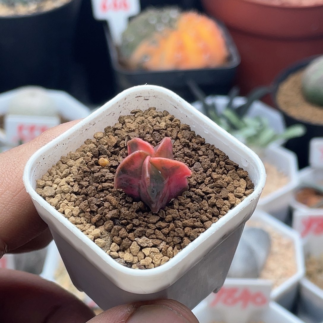 实生鸾凤锦仙人球