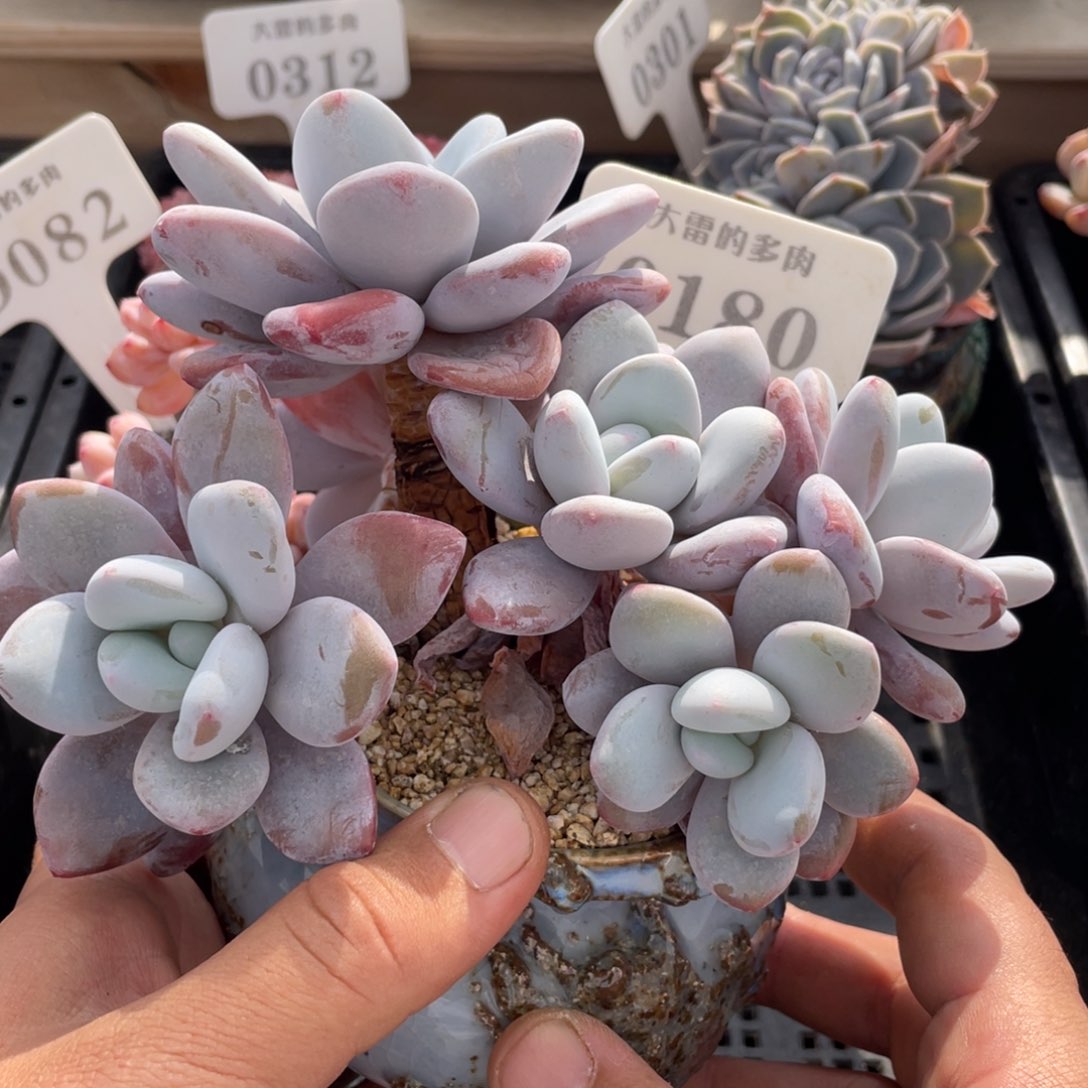 0180粉兔不带盆16厘米