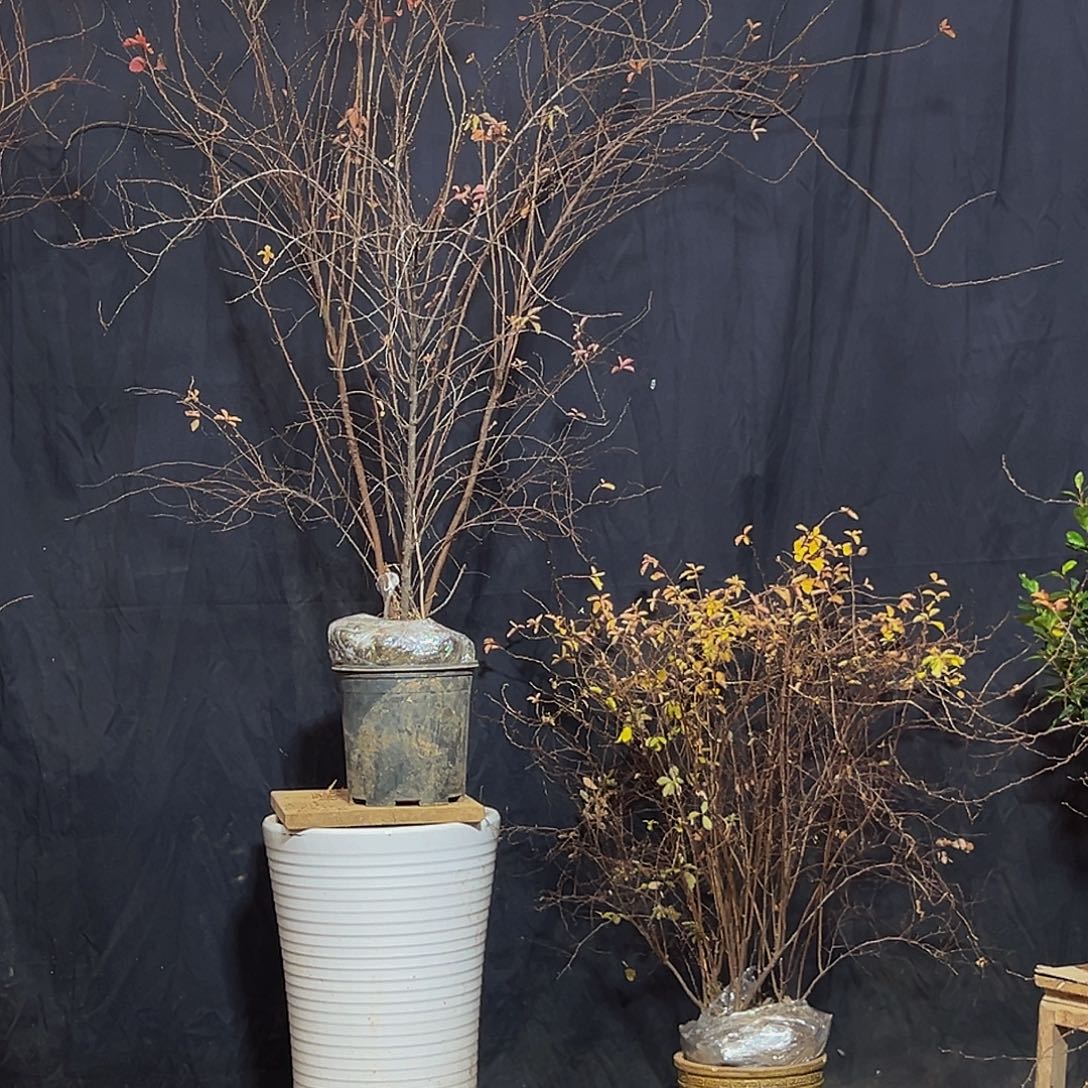 完全开放黄金喷泉