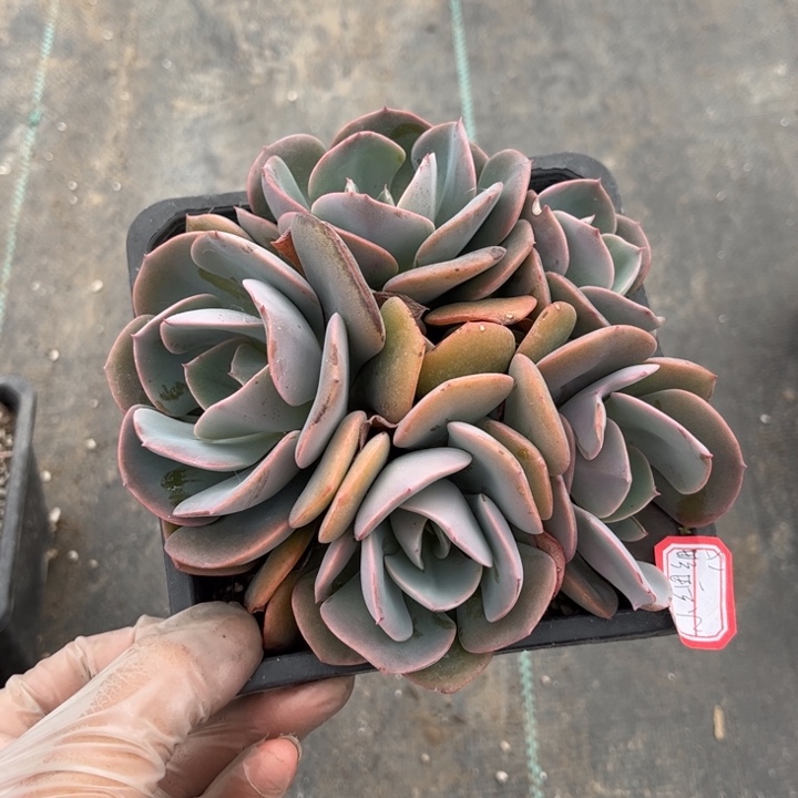 酸*?尘埃玫瑰一颗