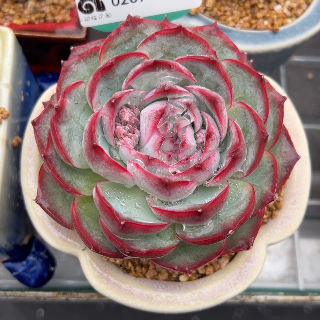 从前慢多肉精选编号0207.12