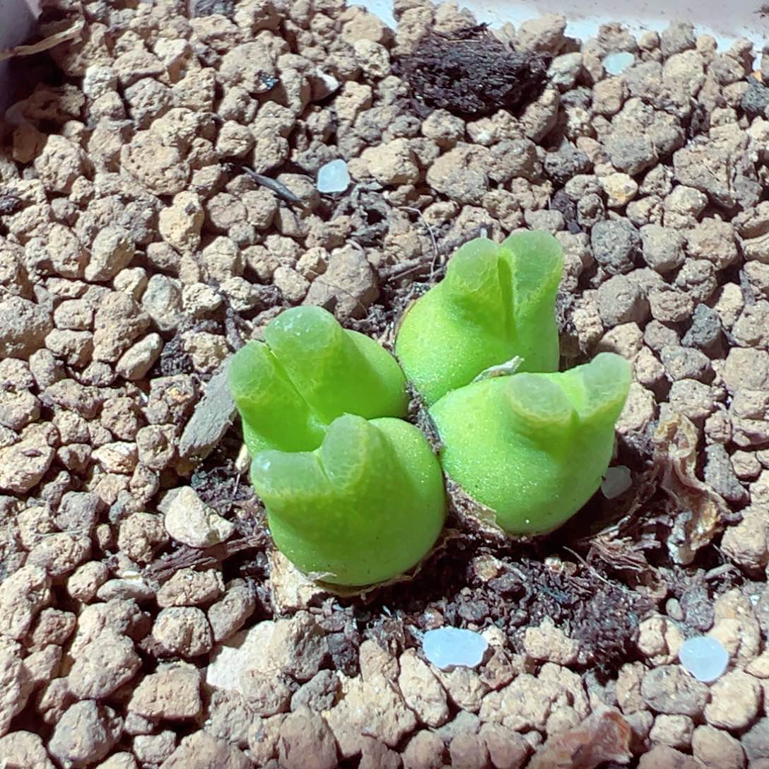 414-217多肉超级奶瓶1.6cm