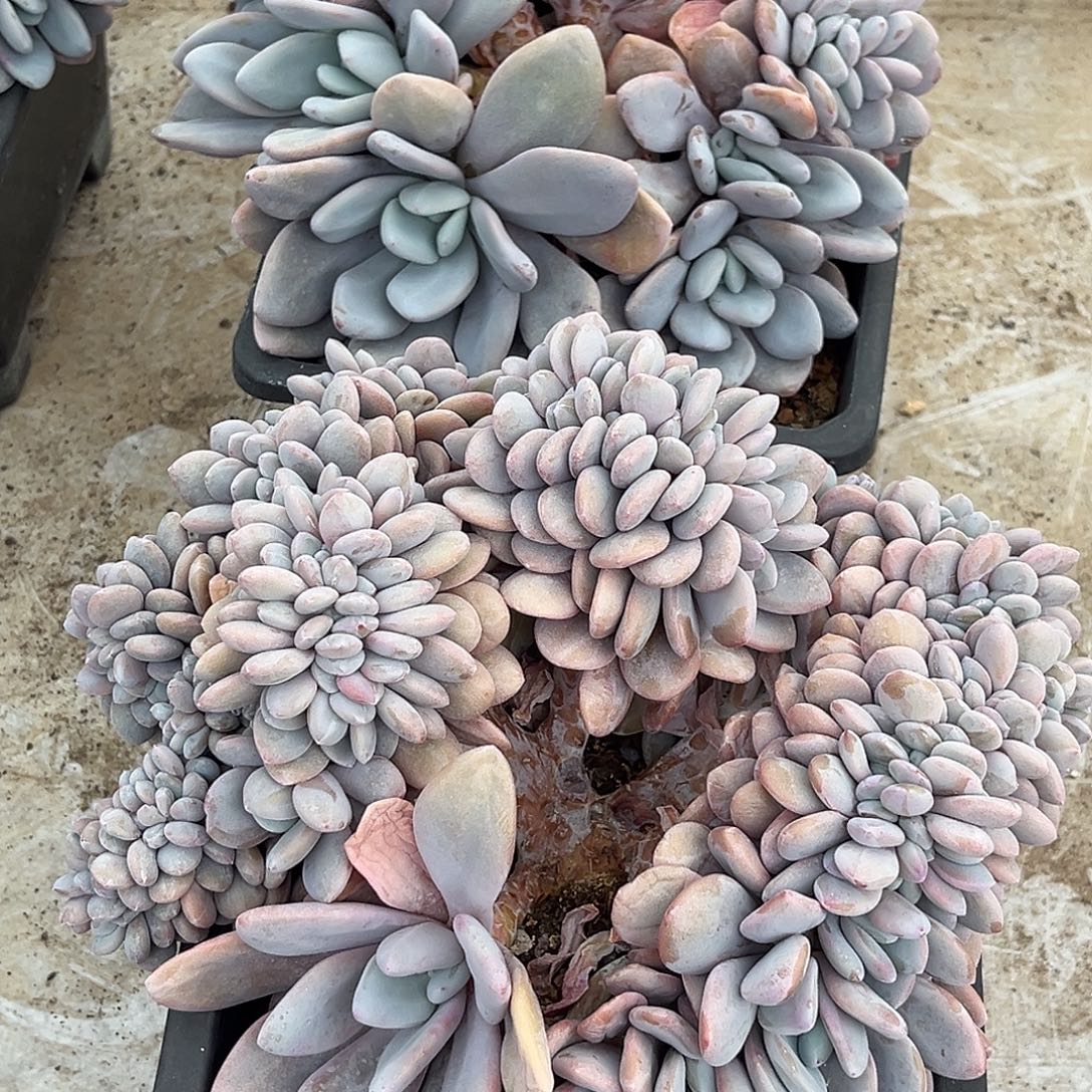 宗***）粉兔缀化多肉植物