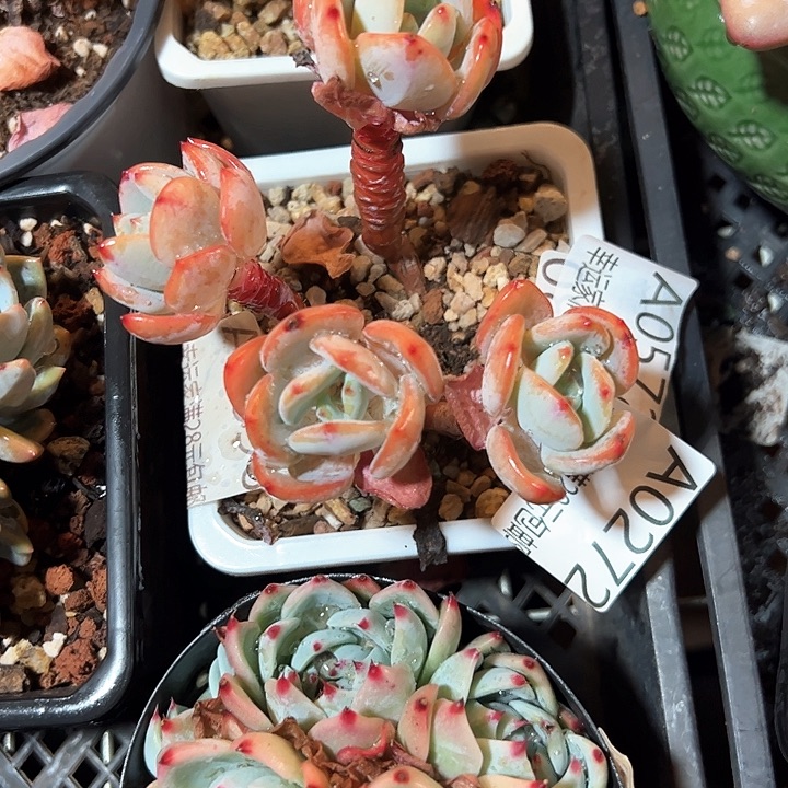 幸运的是我的朋友