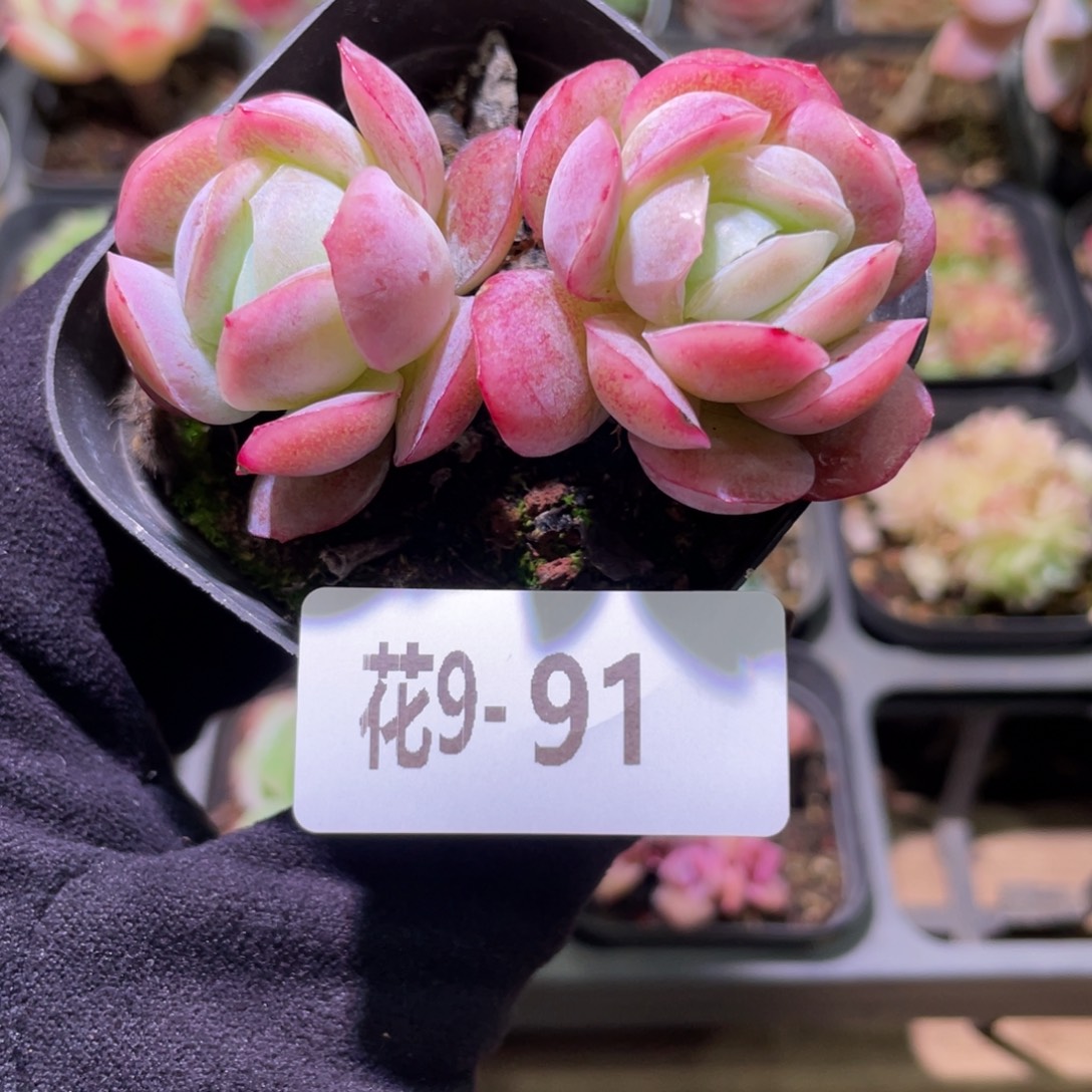 花利美9-91粉妍双头