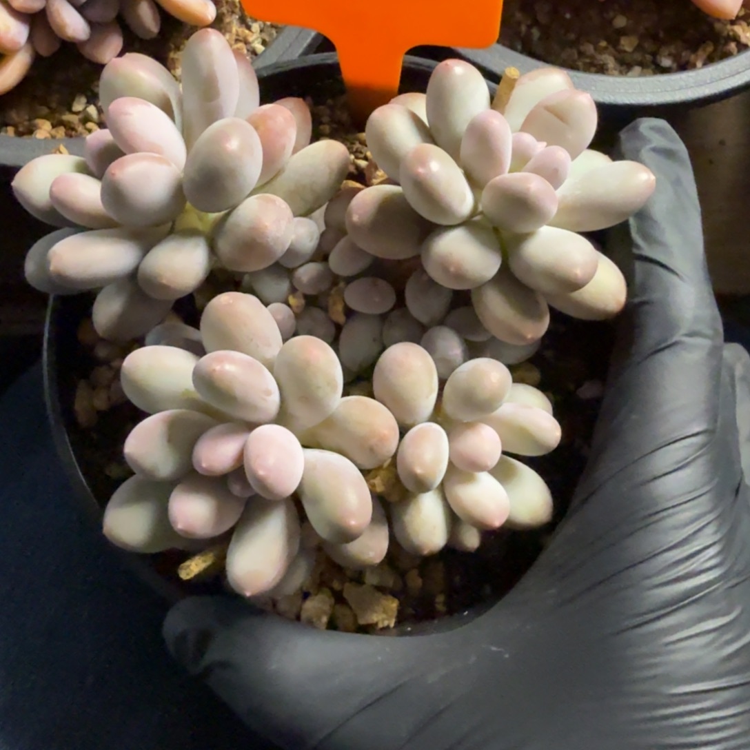 七彩美人111111111111111