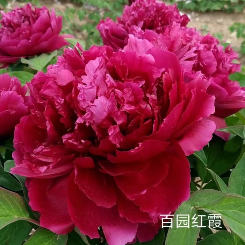 【百元红霞】正宗洛阳重瓣千层牡丹花多层大花花卉