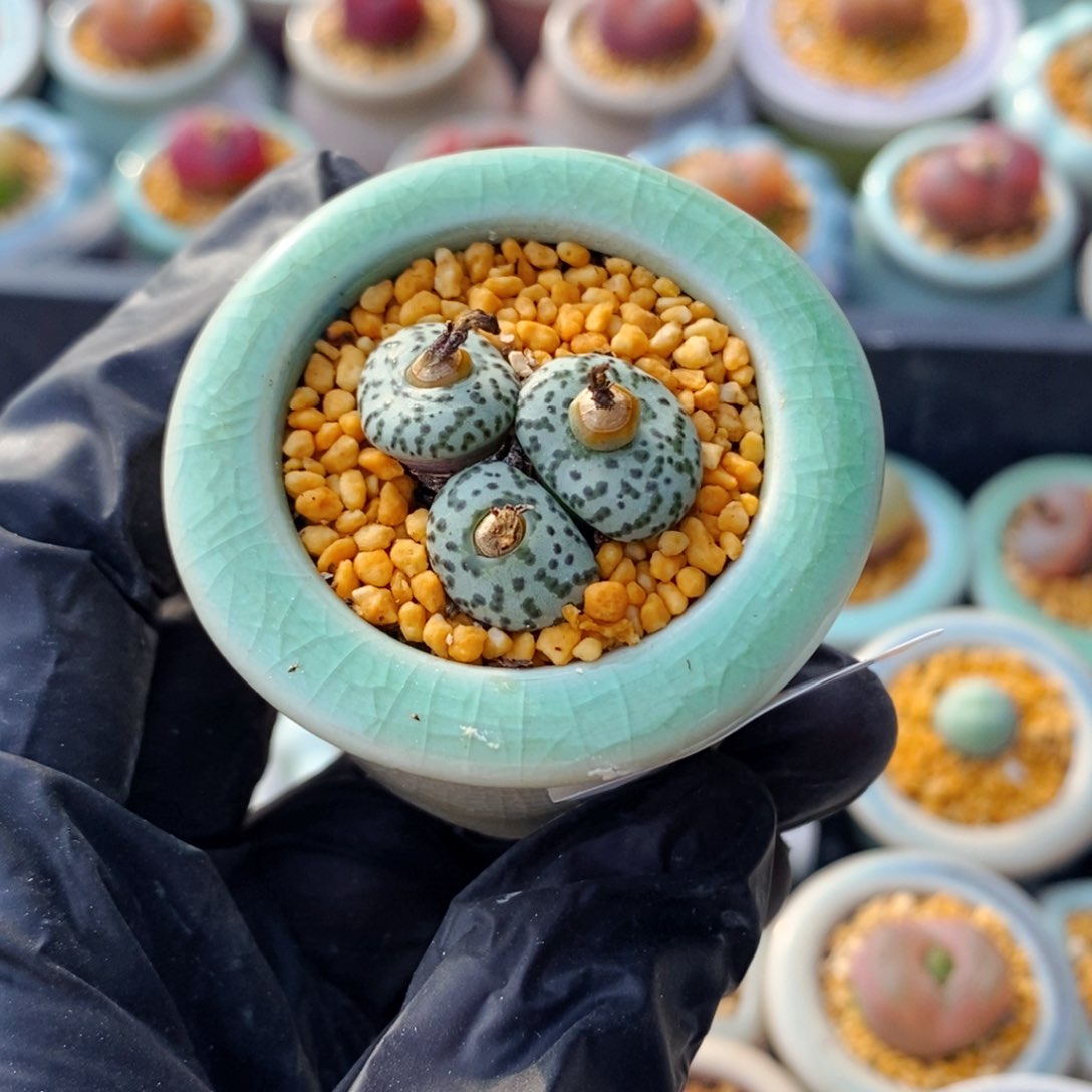 4909--一物一拍 带盆