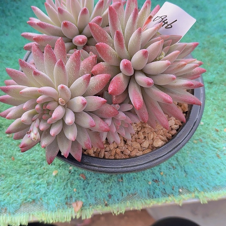0954流沙虞多肉植物