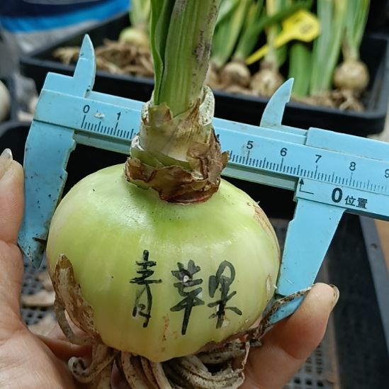 无花朵青苹果6+发一个