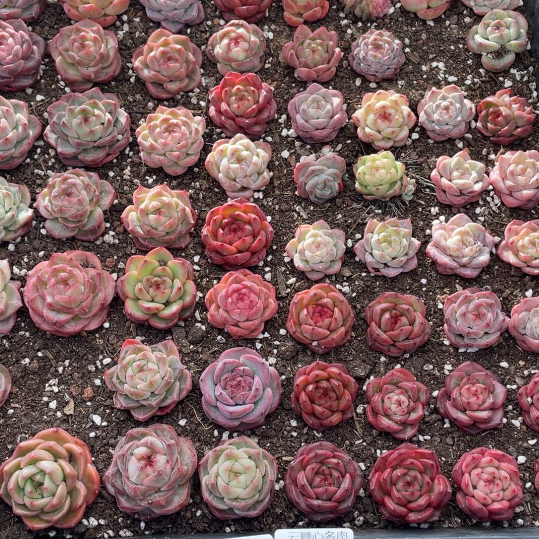 云糖心多肉植物145